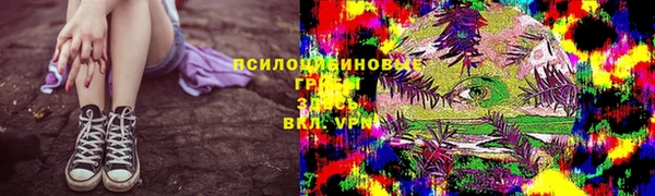 стаф Алзамай